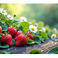 thumbnail image 3 of Strawberry Daisy Themed Background Banner Party Decorations Backdrop for Summer Picnics Garden Parties Photography Props, 3 of 7