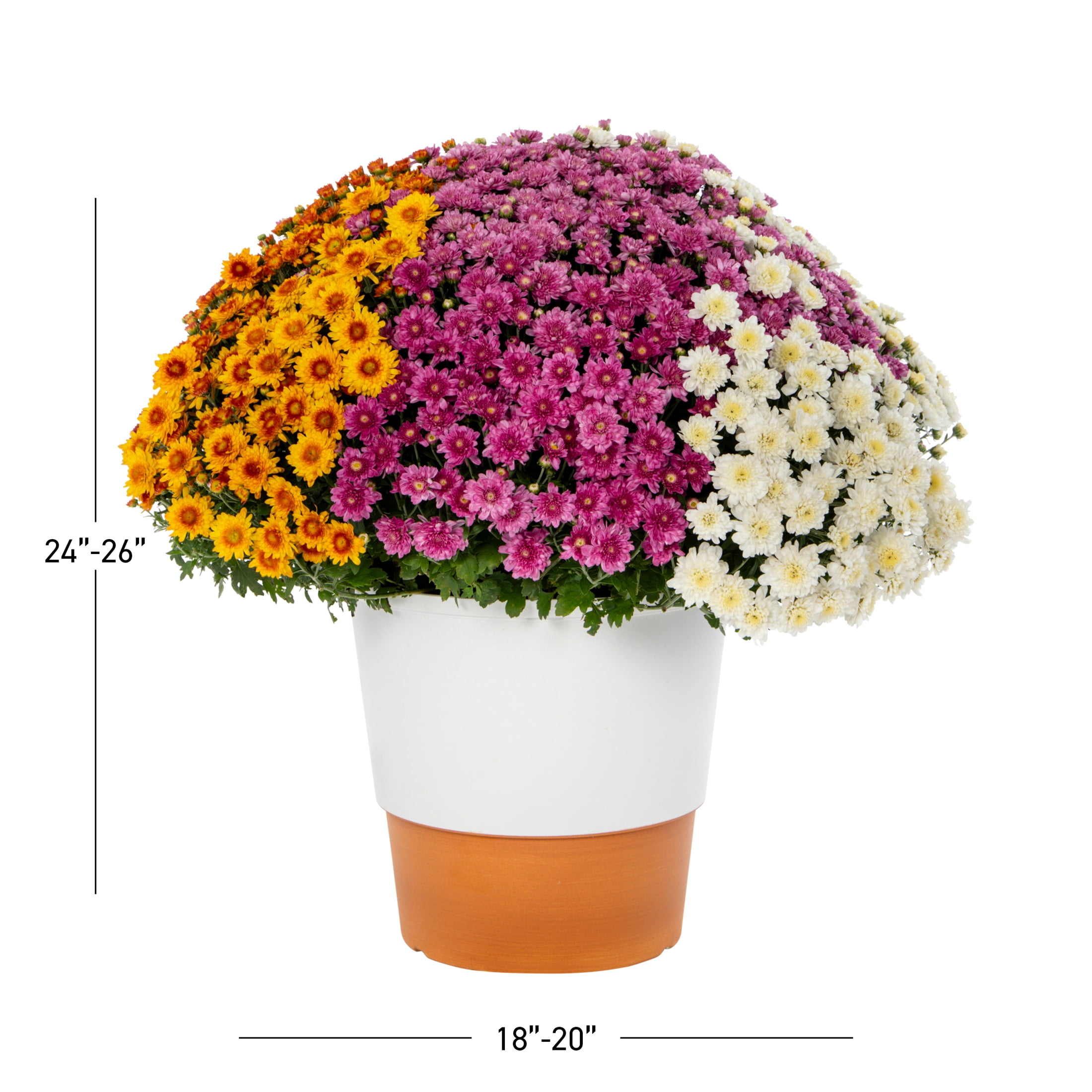 Better Homes & Gardens 14" Orange Purple White Garden Mum Mixed Live Plant in Decorative Planter