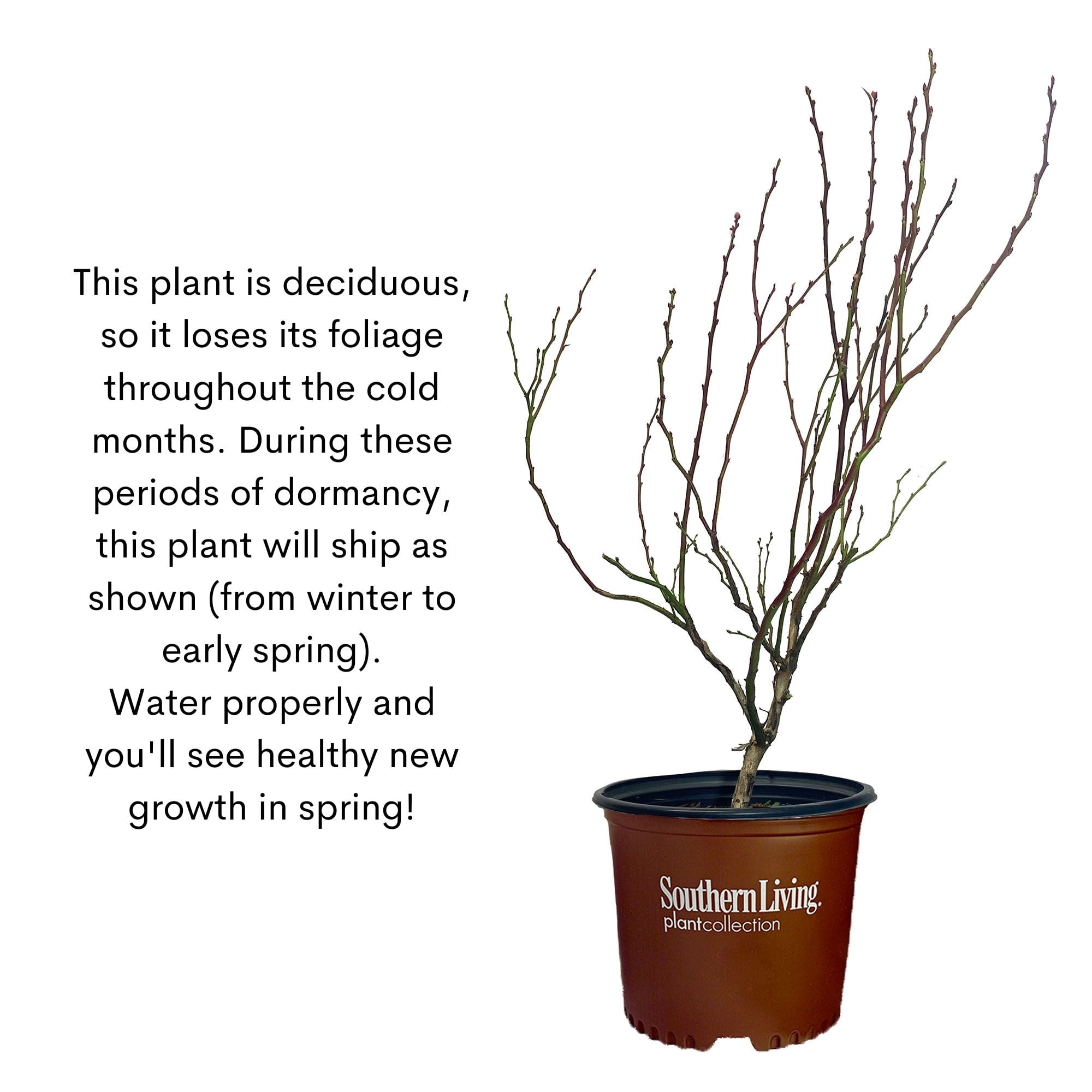 Southern Living Blueberry Hello Darlin Live Shrub in 2-Gallon Grower Pot