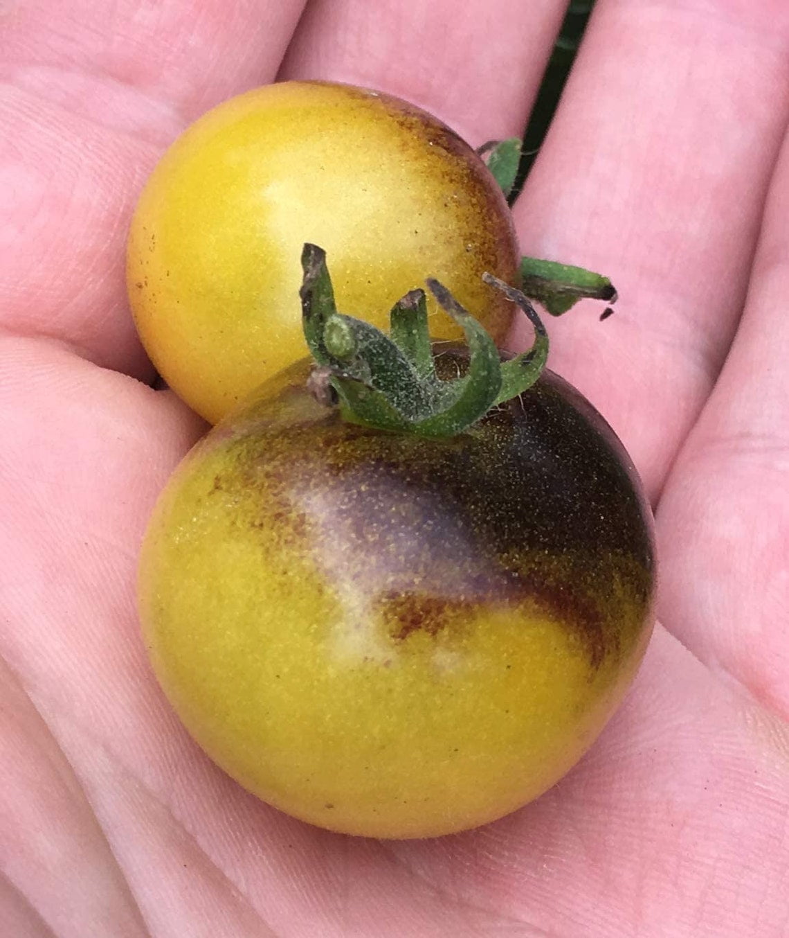 Amethyst Cream Blushing Cherry Tomato Premium Seeds Packet