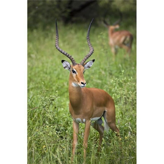 Portrait of Impala Serengeti National Park United Republic of Tanzania Poster Print - Large - 24 x 38