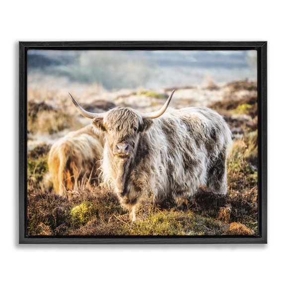Stupell Industries Farmhouse Pleasant Highland Cattle Grazing Mossy Pasture At Dawn Black Floating Frame Canvas Art, 21 x 17, by James Dobson