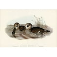 thumbnail image 2 of Gould, John 18x13 Black Ornate Wood Framed with Double Matting Museum Art Print Titled - Membranaceous Duck-Malacorhynchus membranaceus, 2 of 4