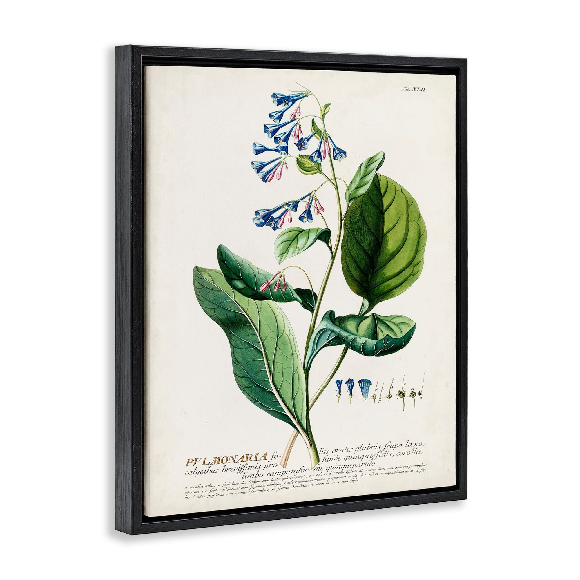 Stupell Industries Botanical Plant Illustration Blue Flowers Vintage Design Jet Black Framed Floating Canvas Wall Art, 16x20, by World Art Group