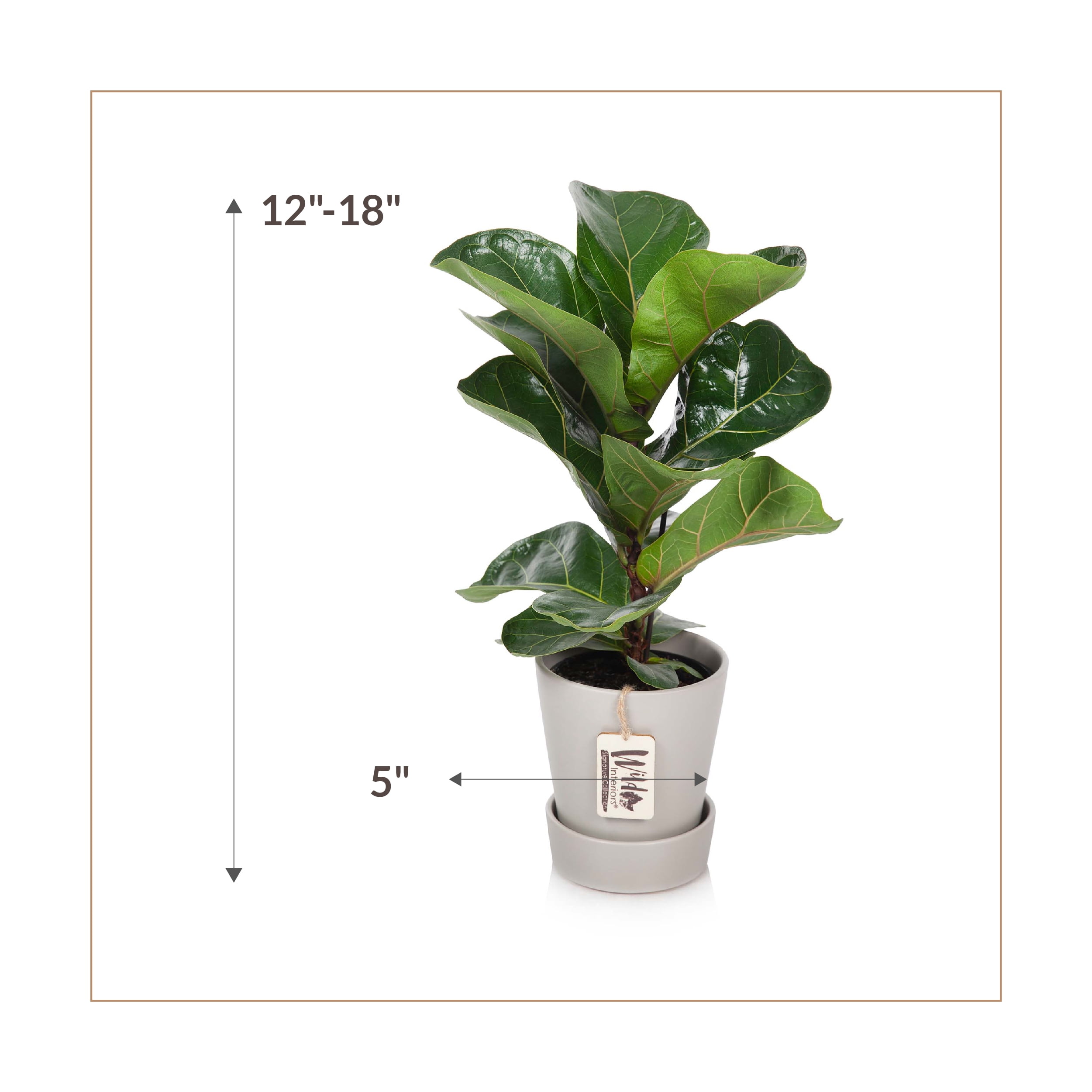 Wild Interiors Dwarf Fiddle Leaf Fig Plant, 2-3’ Tall, 5” Ceramic Pot