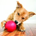 thumbnail image 2 of shiyou-Biscuit Ball™ - Durable Rubber, Treat Dispensing Toy - For Large Dogs, 2 of 4