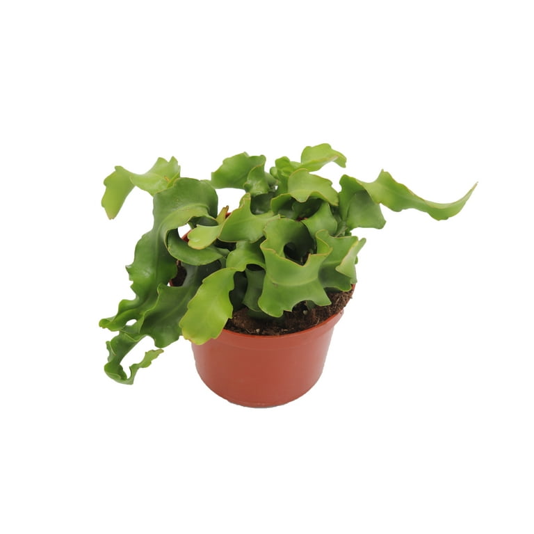 Epiphyllum (Curly Sue) Orchid Cactus -6'' From California Tropicals -  Walmart.com