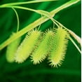thumbnail image 2 of Bob Stefko 15x15 Gallery Wrapped Canvas Wall Art Titled - Simple Organics III, 2 of 4