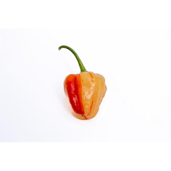 Peppapeach Stripey Malawi Piquante Pepperdew Heirloom Pepper Premium Seeds for Planting