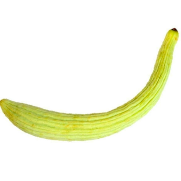 Long Pale Armenian Cucumber Seeds/Annual/Full Sun/240 Seeds 1/4 oz/Zellajake Farm and Garden - B335