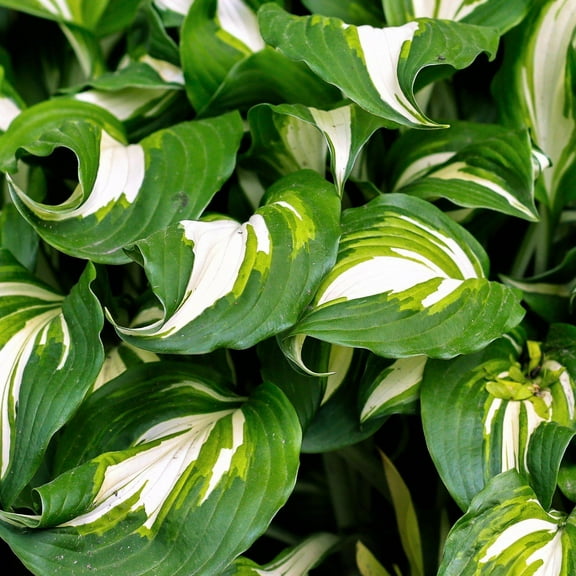 Easy to Grow Hosta Mediovariegata 3 Plant Divisions, Summer Shade Zones 3-9