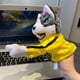 thumbnail image 5 of Latest Products Dolls Plush Animal Boxing Dog Fun Interactive Hand Puppet Toy Glove Control Pk Muppet Vocalizing Fingertoy Gift, 5 of 5
