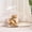 white, variant on Acrylic Cat Houses for Indoor Cats, Modern Cat Cave with Washable Soft Cushion & Hanging Toys, Sturdy Wooden Base Pet Bed for Cats up to 20 lbs, White