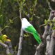 thumbnail image 4 of Adornos de pájaros artificiales Figura de simulación de pájaro en miniatura para exteriores e interiores del hogar 1-blanco verde, 4 of 8