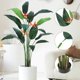 thumbnail image 3 of 2-pack of 7ft artificial bird of paradise plants con 17 trunks, artificial leaves, y 3 artificial flowers, 3 of 8