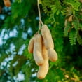 thumbnail image 3 of Tamarind Tree, 6-10 Inch Tall Live Tamarind Plant, Edible Fruit Plant for Planting, 3 of 5