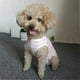 thumbnail image 4 of UBIUO - Traje de recuperación para perros, camiseta posoperatoria para cachorros, ropa protectora contra heridas para pequeños animales, perros y gatos (rayas rosa y blanca), 4 of 5