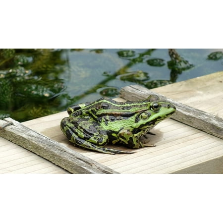 Green Pond Lily - LAMINATED POSTER Green Pond Animal Water Lily Frog Beast Nature Poster Print 24 x 36