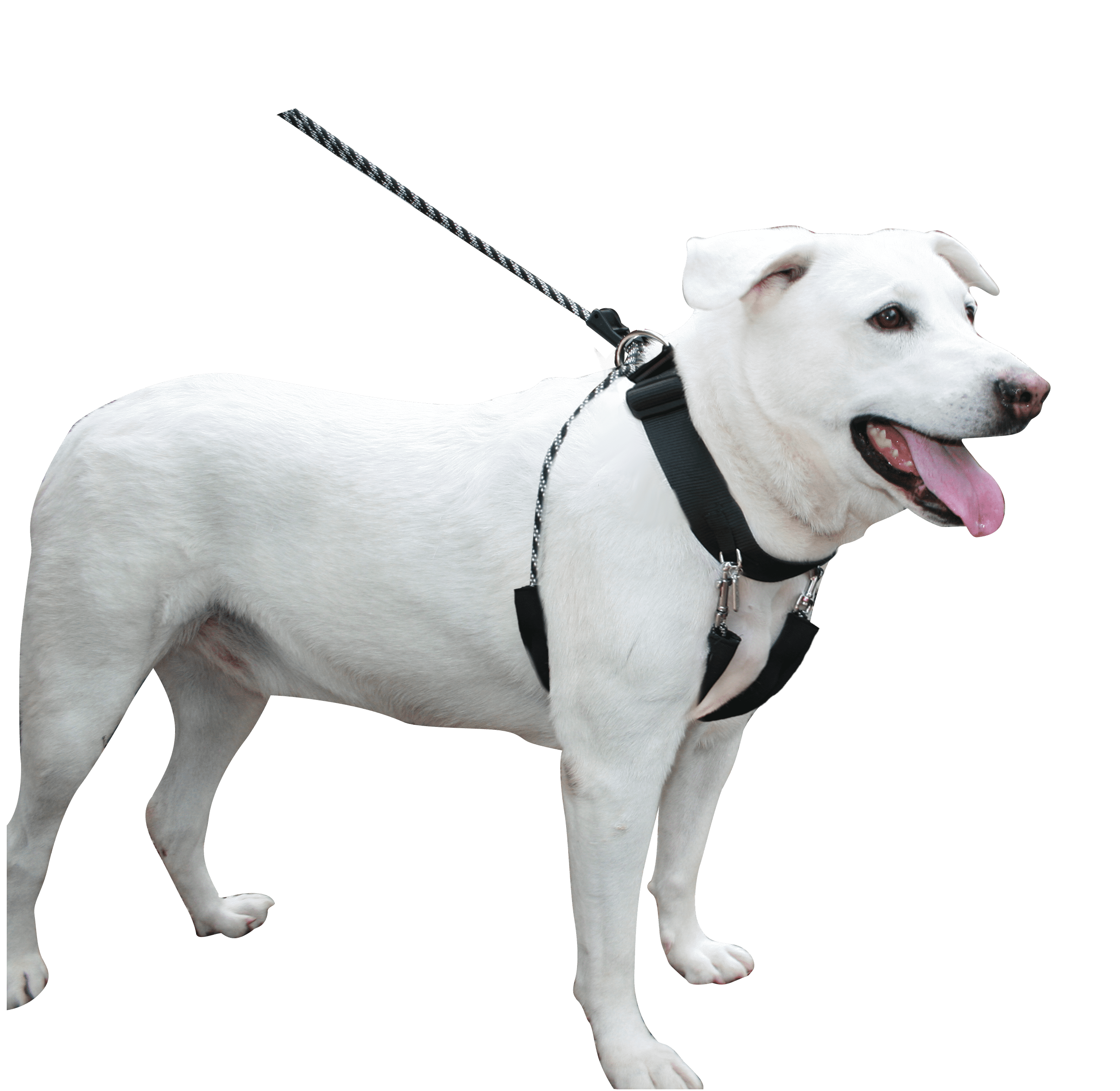 Sporn Big Dog Halter Black Large