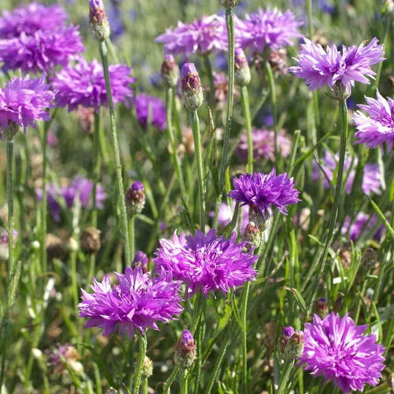 Outsidepride Cornflower Mauve - 2000 Seeds
