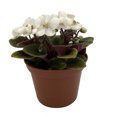 thumbnail image 2 of Miniature Jenny Sarah African Violet - 2.5" Pot - White Blooms, 2 of 2