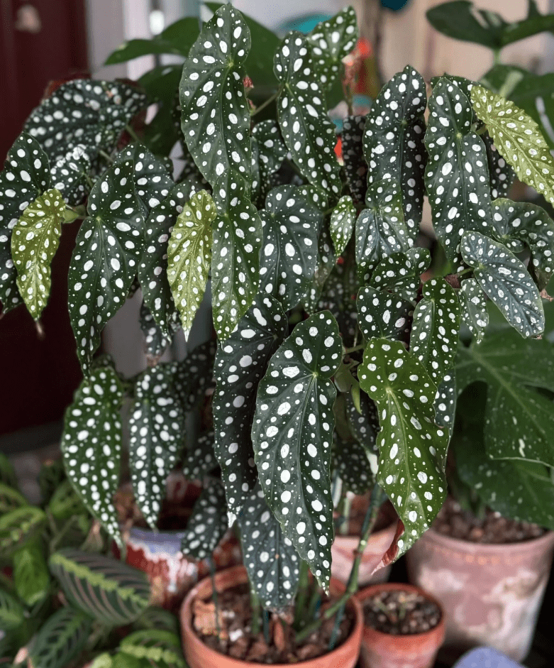 Begonia Plants Live, Rare Begonias Indoor Growing, Hanging Basket, Starter 5 to 9 Inc Tall (Maculata Angel Wing Polka Dot)