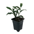 thumbnail image 2 of Green Tea Plant - Camellia sinensis - Brew Your Own Tea - 4" Pot - House Plant, 2 of 4
