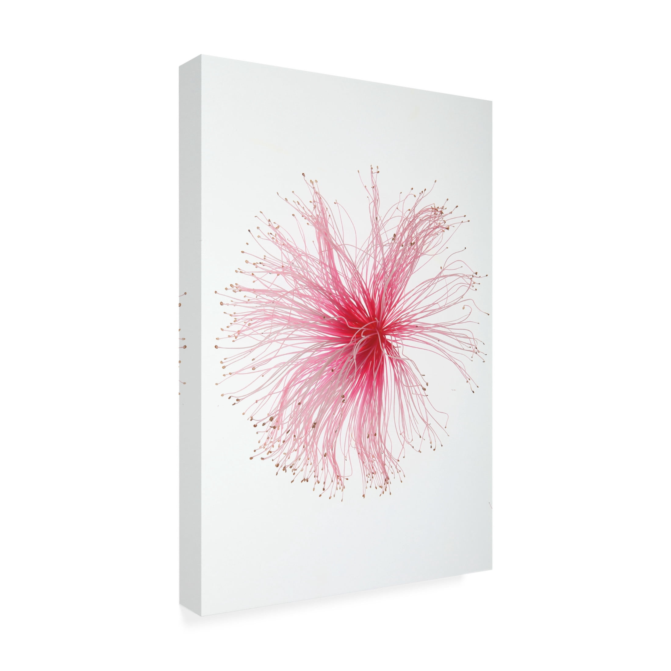 Trademark Fine Art Shot by Clint Botanical Paint Brush Canvas Wall Art