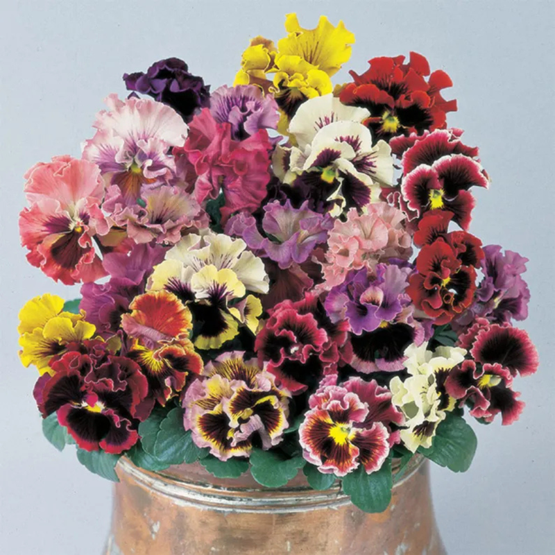 25 Frizzle Sizzle Mix Pansy Viola × Wittrockiana Seeds