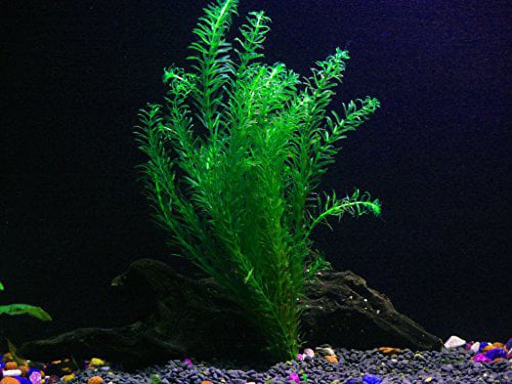 15+ Stems - 3 Kinds - Anacharis, Rotala Indica, Ludwigia Repens