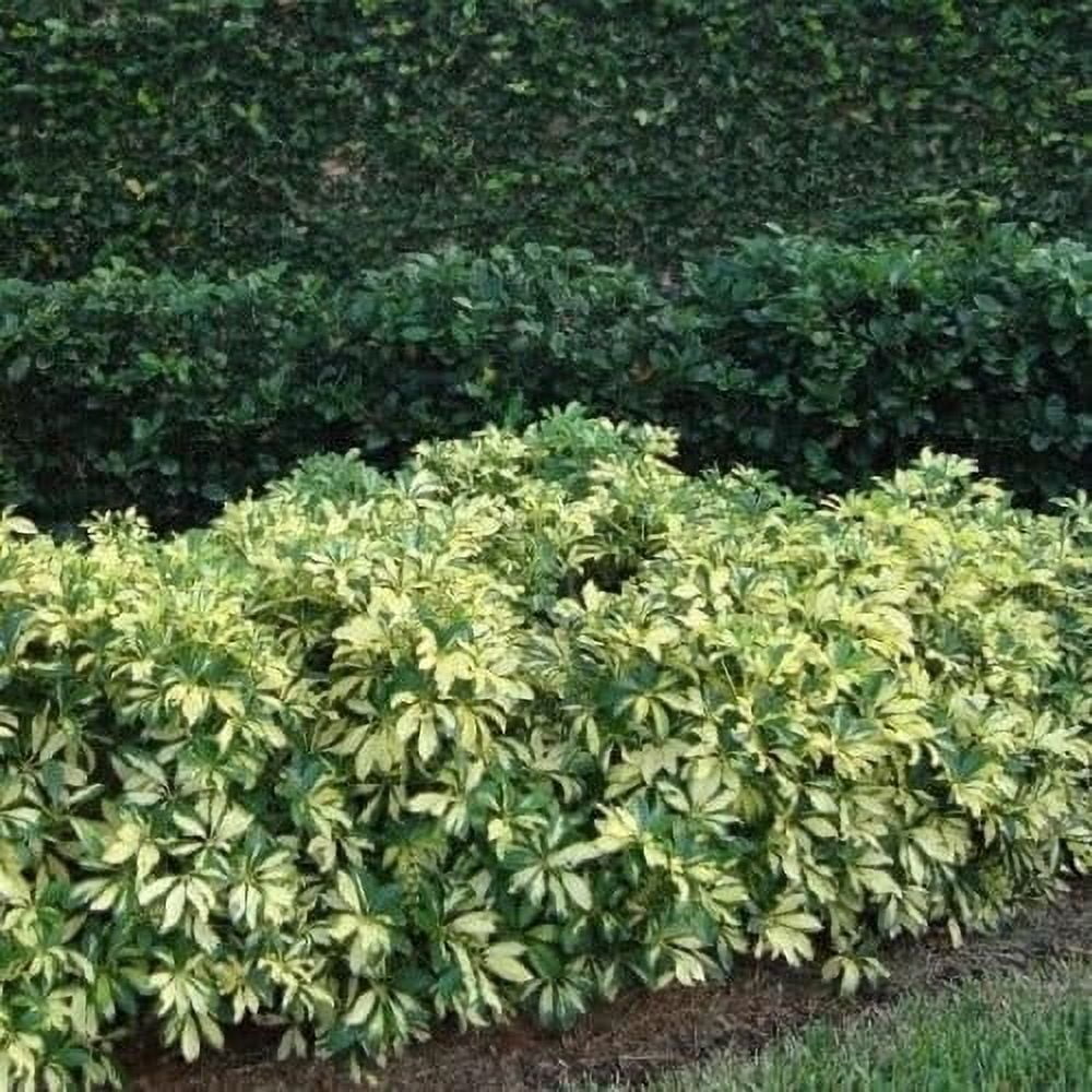 Arboricola Variegated Trinette  2 Extra Large 3 Gallon Plants  Schefflera arboricola 'Trinette'  Lush Foliage  Indoor/Outdoor Versatility
