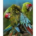 thumbnail image 2 of Fitzharris, Tim 15x17 White Modern Wood Framed Museum Art Print Titled - Blue Macaw Preening II, 2 of 4