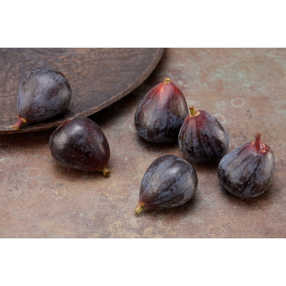Petite Negri Edible Fig Plant -Ficus carica-Little Black Fig - 2.5" Pot