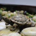 thumbnail image 1 of TIMIFIS Décoration Décoration Décorations de Tortue Simulée Petite Décoration de Tortue Aquarium Rocaille Bonsaï Décoration Jardin Piscine Petite Maison, 1 of 7