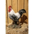 thumbnail image 2 of Hi- Line Gift 87961-WT Black/White Rooster Statue, 2 of 3