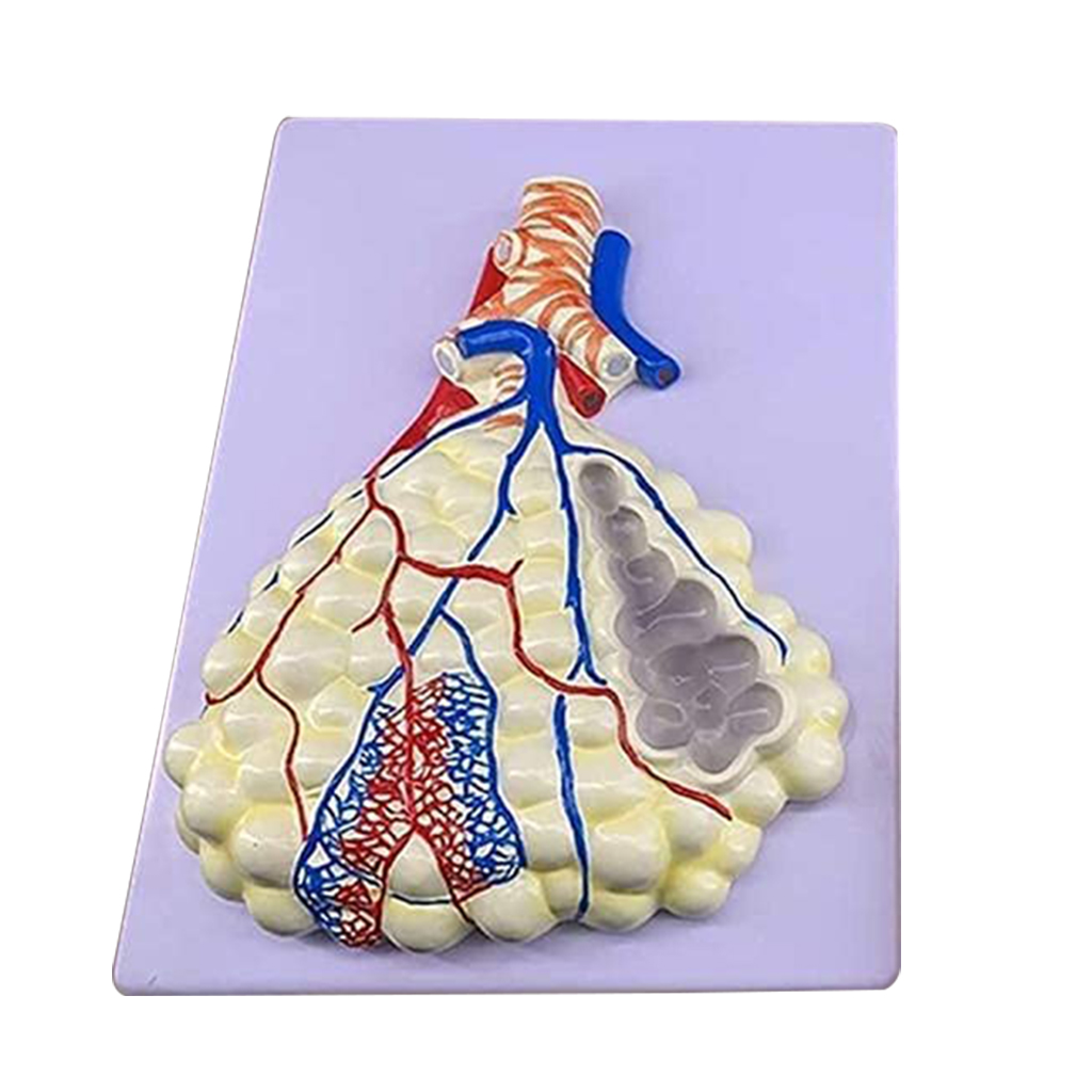 Bronchi Model