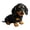 Black, variant on Robotic Dachshund Emotional Interactive Dog, Stuffed Animal with AI Lifelike Movements