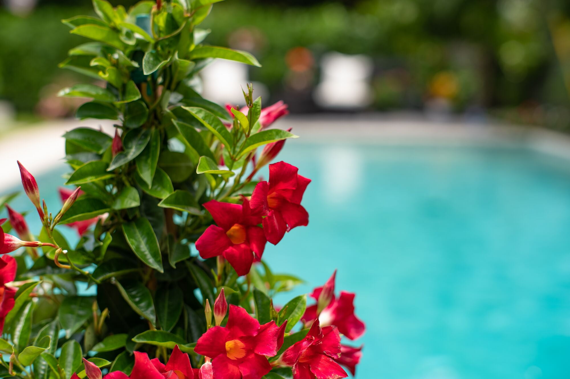 Island Blooms Live Indoor Mandevilla Plant in 10 inch Grower’s Pot – 20In Tall - Full Sun