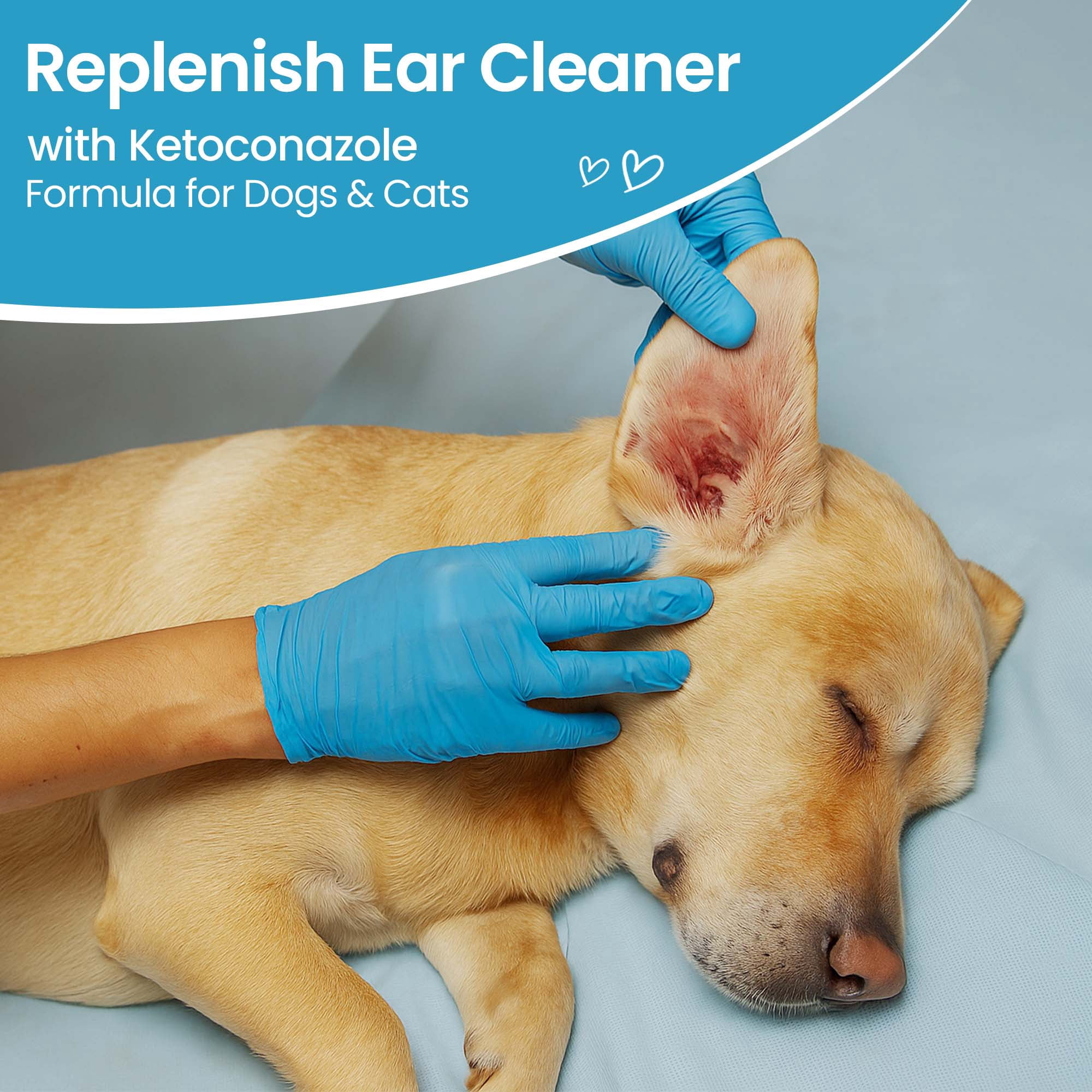 Replenish Dog Anti Itch Ear Cleaner Flush for Dogs and Cats – Advanced Ear Cleanser with Ketoconazole – Deodorizing Support – 8 oz