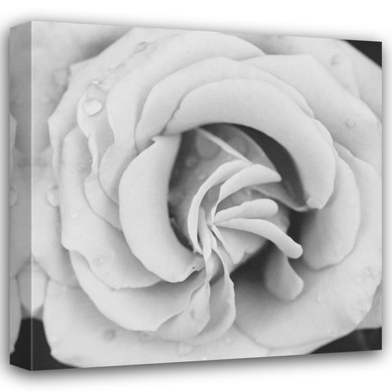 Erin Berzel 28x28 Gallery Wrapped Canvas Wall Art Titled - Classic Rose Square