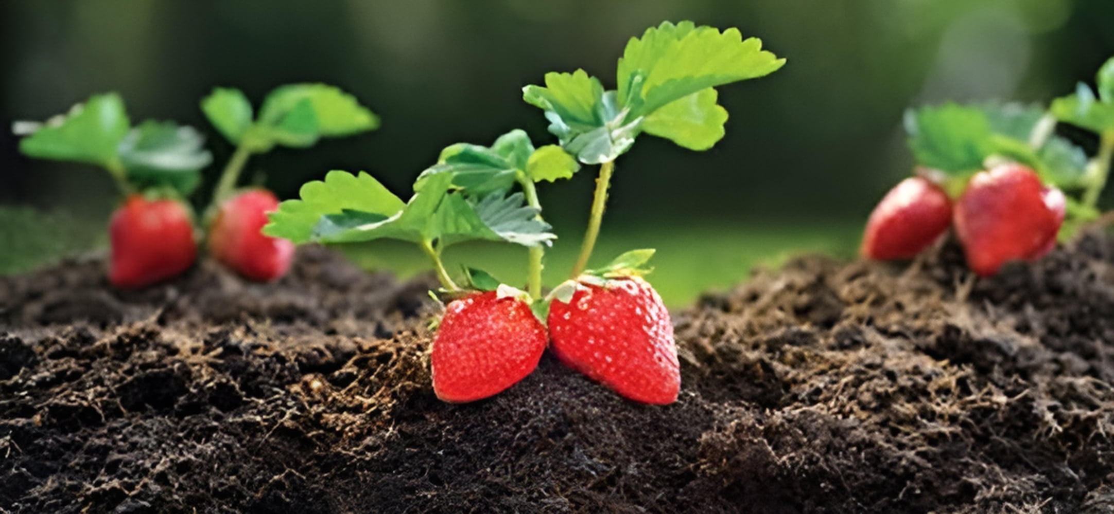 FoxFarm Happy Frog Organic Fruit and Flower Fertilizer, 1.5 Cubic Feet