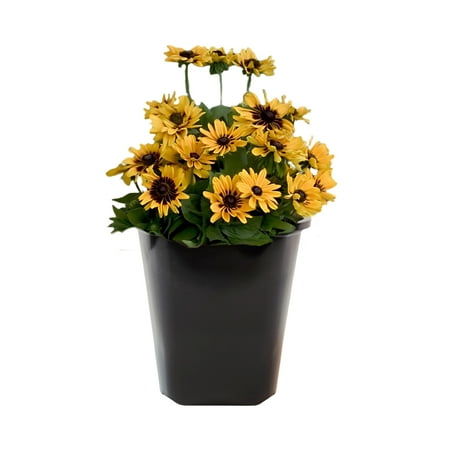 Expert Gardener Yellow Rudbeckia Flowers, Black Eyed Susan, Flowering Outdoor Plants, 2 qt. Pot