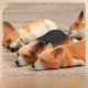 thumbnail image 1 of Lindo estilo Serie Sleepless Súper lindo Pequeño Corgi Modelo Chai Perro Hecho a mano DIY Refrigerador Pegatina Muñeca Pegatina magnética, 1 of 5