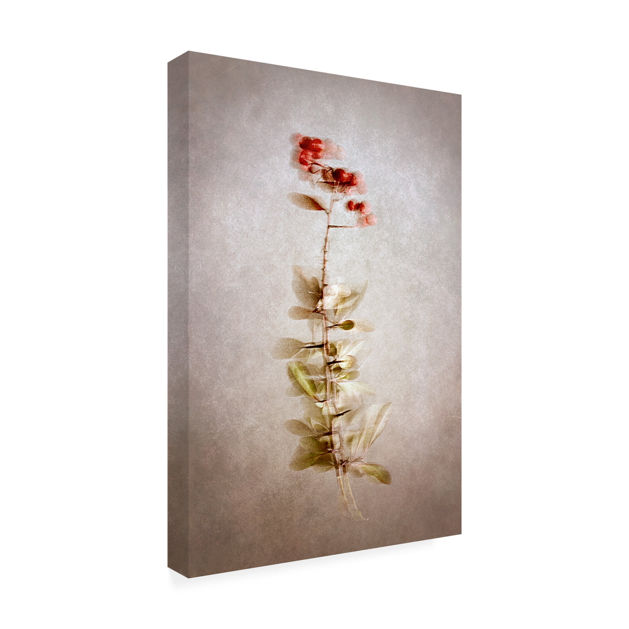 Trademark Fine Art Cicek Kiral Exposed Canvas Wall Art