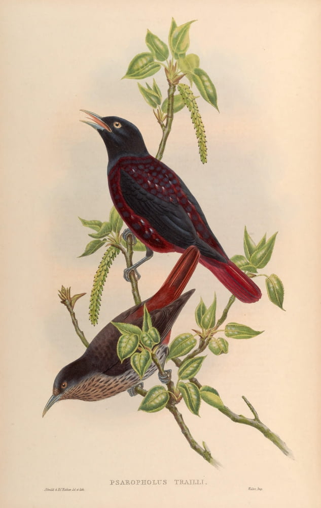 Birds Of Asia 1850