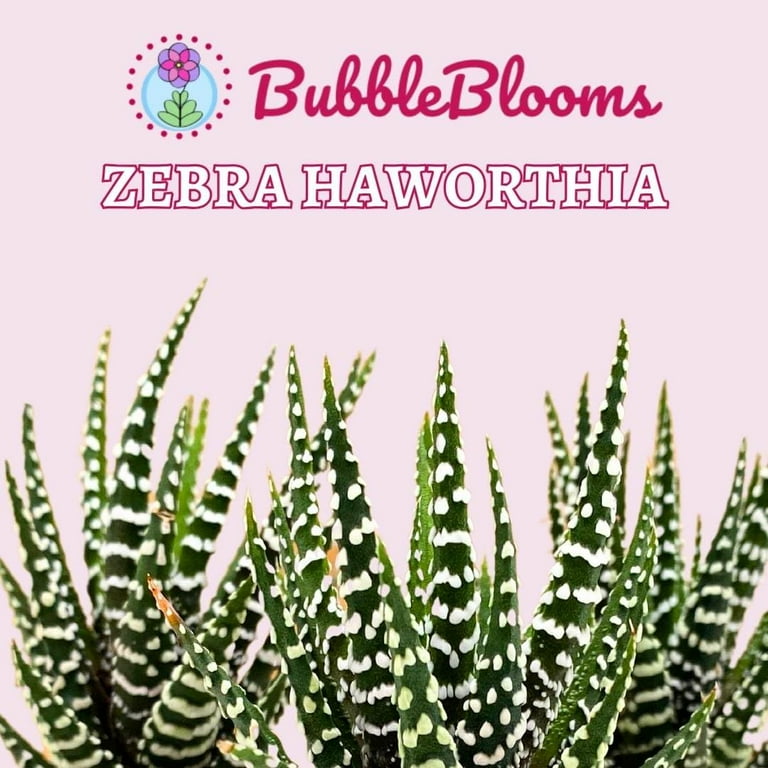 Zebra haworthia Cactus, 2 inch Succulent Haworthia Fasciata, Haworthia  Attenuata - Walmart.com