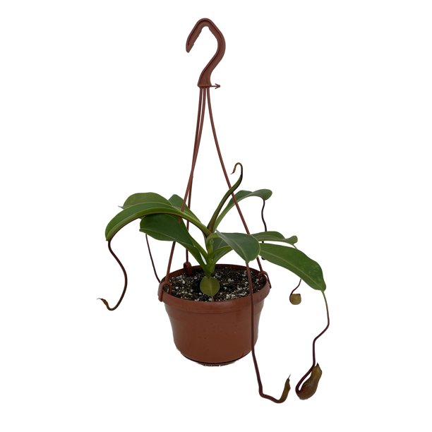 Asian Pitcher Plant - Nepenthes alata - Carnivorous - 6