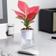 thumbnail image 4 of Maceta hidropónica de plástico con absorción de agua automática sin agua para arreglos florales, 4 of 5