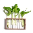 thumbnail image 1 of Jarrones de pared Terrariumin Decoración 3 tubos Hidropónico Propagación vertical Plantas hidropónicas Planta para plantas de oficina s Grande perfecl Florero de tubo montado en la pared, 1 of 7
