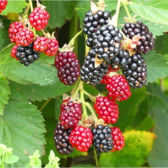 Set 2 Arapaho Thornless BlackBerry Plants Live for Planting, Blackberries Plants Fruit Bushes Outdoor Garden 4 to 6 Inch Tall